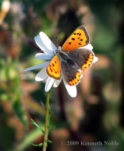 small copper (Lycaena phlaeas) Kenneth Noble
